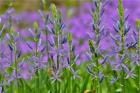 Camas Along Bell's Run Creek, Chanticleer Garden, Pennsylvania