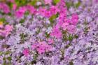 Low Growing Phlox, Chanticleer Garden, Pennsylvania