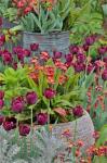 Colorful Planters At Entrance To Chanticleer Garden, Pennsylvania