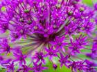 Close-Up Of Flowering Bulbous Perennial Purple Allium Flowers