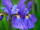 Close-Up Of Purple Iris Flowers Blooming Outdoors