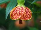 Close-Up Of A Abutilon 'Red Tiger'