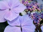 Close-Up Of A Purple Lacecap Hydrangea
