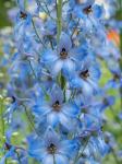 Close-Up Of A Blue Delphinium