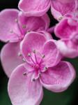 Hydrangea Macrophylla 'Ayesha', Lilac Pink