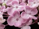 Close-Up Of A Hydrangea Macrophylla 'Ayesha', Lilac Pink