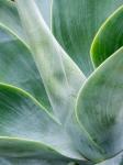 Close-Up Of The Tropical Agave Plant