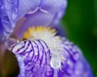 Close-Up Of Dewdrops On A Purple Iris 2