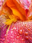 Close-Up Of Dewdrops On A Pink Iris