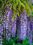 Purple Wisteria Blossoms Hanging From A Trellis