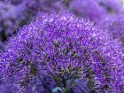 Close-Up Of Flowering Purple Throatwort