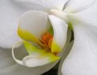 Close-Up Of An White Orchid