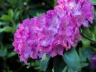 Large Pink Rhododendron Blossoms In A Garden