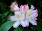 Variegated Pink And White Rhododendron In A Garden