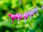 Close-Up Of A Bleeding Heart Flower