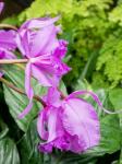 Variety Of Pink Orchid