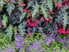 Indoor Garden With A Variety Of Spring Blooming Flowers