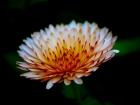 Close-Up Of A Flower