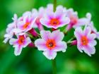 Close-Up Of A Candelabra Primrose