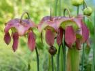 The Purple Flowers Of The Pitcher Plant, Sarracenia, A Carnivorous Plant