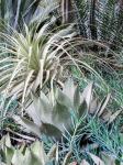 A Garden With An Assortment Of Bromeliad Plants And Textures