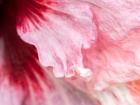 Pennsylvania, Close-Up Of A Hibiscus Flower