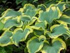 Variegated Green And Yellow Hosta