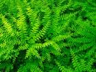 Maidenhair Fern