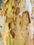 Colorful Bark On A Tree In A Garden