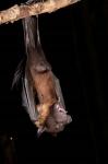 USA, Pennsylvania, Giant Fruit Bat