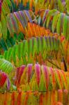 Autumn Neon Colors Of Staghorn Sumac Leaves In The Rain