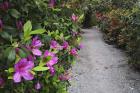 Rhododendron Along Pathway, Magnolia Plantation, Charleston, South Carolina