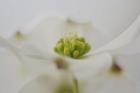 Flowering Dogwood Tree Blossom, South Carolina