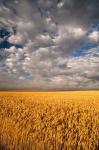 Summer Morning Wheat Fields, South Dakota