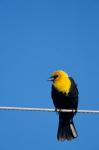 Yellow-Headed Blackbird On A Power Line