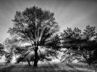Sunrise Through Fog And Trees At Cades Cove (BW)