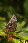 Giant Owl Butterfly On A Leaf