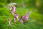 Bleeding Heart Wildflowers In Cades Cove