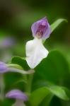 Close-Up Of Orchis Orchid