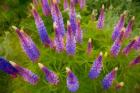 Painterly Effect On Lupine Flowers