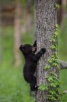 Black Bear Cub Climbing A Tree
