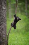 Black Bear Cub Playing On A Tree Limb