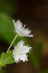 Close-Up Of A Fringed Phacelia Flower