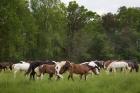 Herd Of Horses In Cade's Cove Pasture