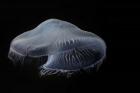 Moon Jellyfish In Aquarium