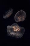Three Moon Jellyfish In Aquarium