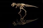 T-Rex Skeleton Replica Reflection