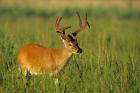 White-Tailed Deer, Tennessee