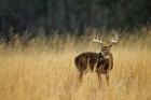 White-Tailed Deer A In Field Of Tennessee