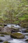 Dogwood Trees Above The Middle Prong Of Little River